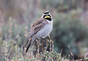 Eremophila alpestris